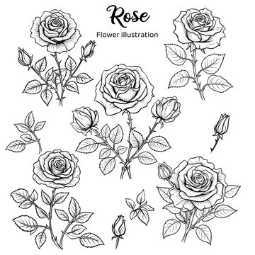 Illustration of Rose flowers. Coloring book illustration.