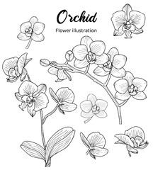 hand drawn orchid flowers on a white background illustration set illustration © Wirestock