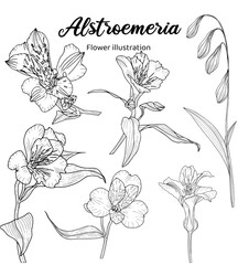 A black and white of alstroemeria flowers
