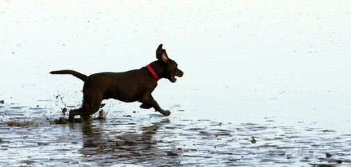 Black dog running in shallow waters of the sea.