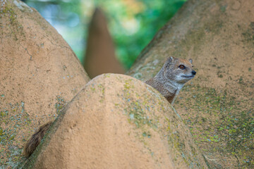 smal mongoose in a zoo - 732463602