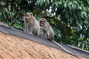Naklejka premium Two long-tailed macaques on the roof grooming each other.