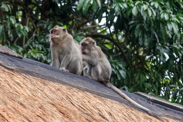 Two long-tailed macaques on the roof grooming each other.