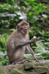 Curious monkey perched atop a wall in the lush jungle, enjoying a ripe banana snack.