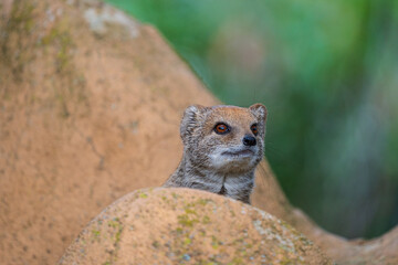 smal mongoose in a zoo - 732463624