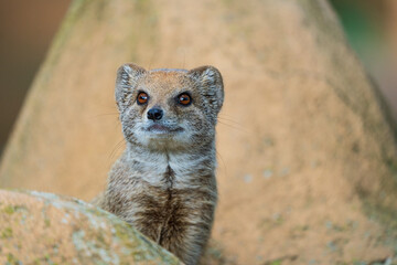 smal mongoose in a zoo - 732463627