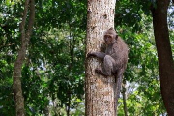 Naklejka na ściany i meble Long-tailed macaque on a tree trunk looking at the camera.
