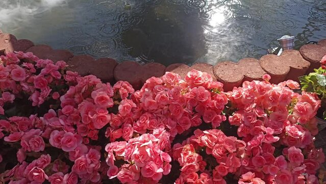 red begonia flower plant growing decorating vertically in garden park