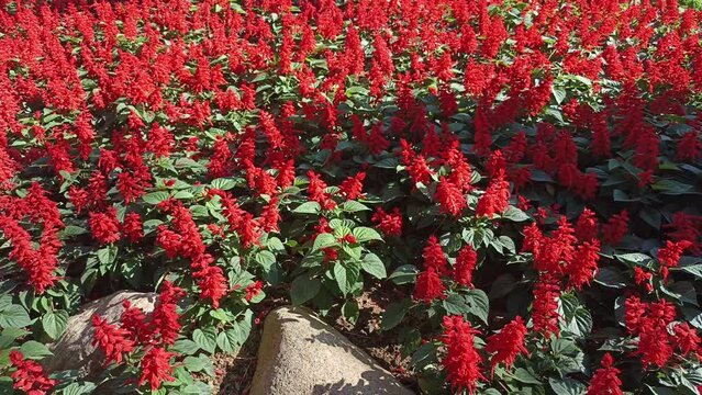 blooming red purple salvia farinacea sage nemorosa field garden horticulture