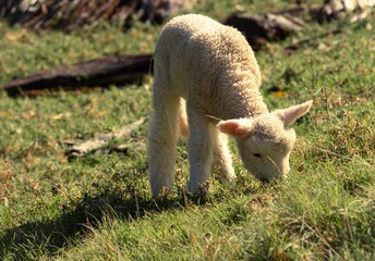 Closeup of a white lamb grazing on green grass on a sunny day