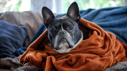 Cute French bulldog sitting curled up under a cozy blanket on a comfortable sofa.