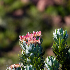 a sugarbush protea flowers in the wild