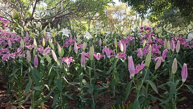 blooming pink white lily flower field garden horticulture