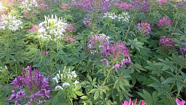 blooming pink and purple spider flower (Cleome hassleriana) at the flowerbed in the garden