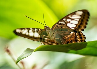 the butterfly is sitting on the green leaf near leaves that look like it is resting