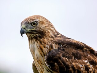 Obraz premium Portrait of a red-tailed hawk under a cloudy sky with a blurry background