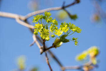Maple (Acer platanoides) blooms in spring in nature on a sky background