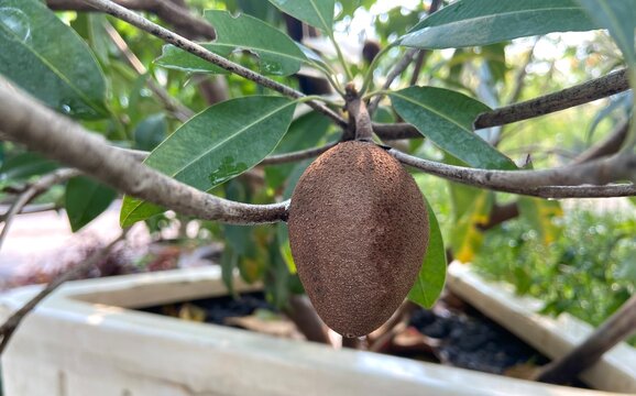 Whole Sapodilla Fruit on Tree