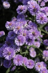 Vibrant arrangement of blooming purple Tatar aster flowers and lush green leaves