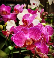 Beautiful bunch of fresh Orchid flowers, with lush green leaves in the background