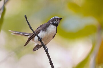 Small white-browed fantail perched on a thin tree branch