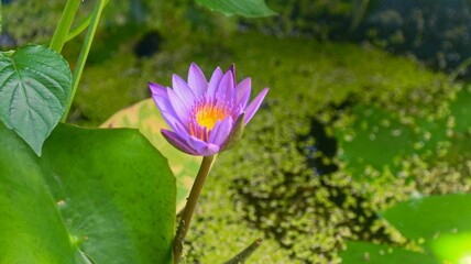 Beautiful purple water lotus blossoming in a serene pond, surrounded by lush green foliage