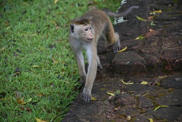 Brown monkey curiously walks around a lush green park, exploring its surroundings