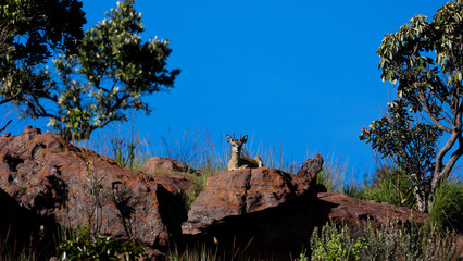klipspringer antelopes on top of the mountain