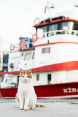 White and ginger cat sits against the backdrop of a boat docked in a harbor. Turkey