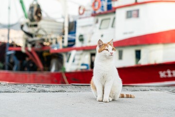 White and ginger cat sits against the backdrop of a boat docked in a harbor. Turkey