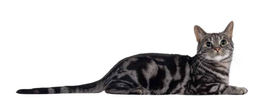 Adorable adult male purebred European Shorthair cat, laying down side ways Looking towards camera camera. Isolated cutout on a transparent background..