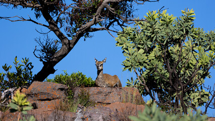 klipspringer antelopes on top of the mountain