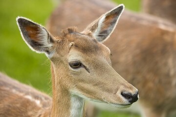 Obraz premium Close up of a small reindeer with a blurred background