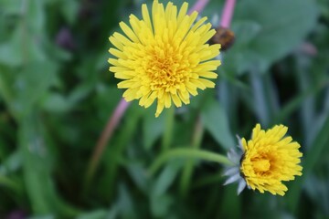 Vibrant yellow flowers with lush green leaves in the background