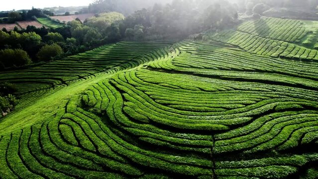 Plantaci&oacute;n de t&eacute; lloviendo desde el aire. Toma a&eacute;ria drone. 4k 30fps
