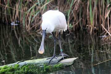 A view of A Spoonbill