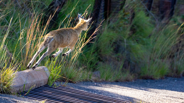 a klipspringer jumping over a cattle grid