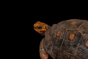 Close-up shot of a turtle with a black background