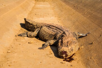 Large crocodile rests on an asphalt road in a rural setting