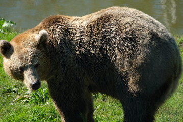 Bär in Norwegen