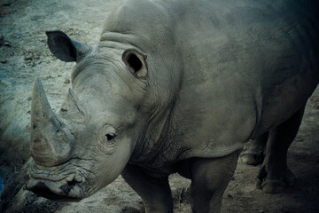 Fototapeta premium African Rhinoceros in its enclosure, looking out into its surroundings, Ceratotherium simum