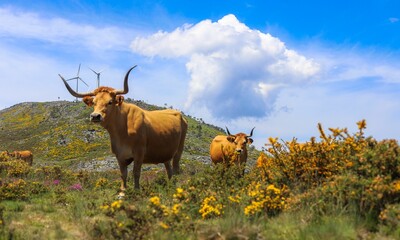 Cow from Serra da Estrela in Portugal, Vacancy of a typical breed of Portugal