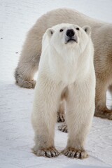 Closeup of Arctic polar bears standing on snow