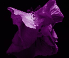 Closeup of a beautiful purple flower with its petals illuminated against a dark background.
