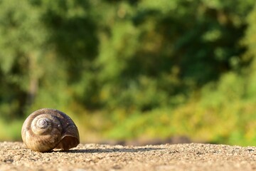 Close-up shot of a snail resting on the ground in a natural outdoor setting