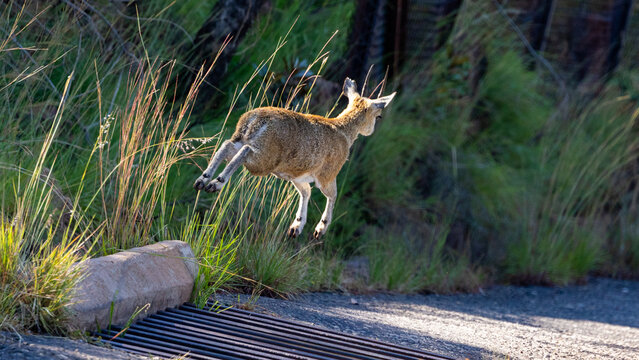a klipspringer jumping over a cattle grid