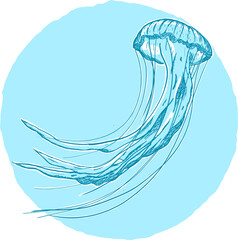 jellyfish on blue background © sam