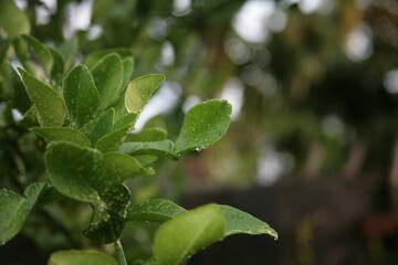 Closeup shot of water droplets on leaves after rain.
