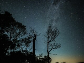 Stunning nightscape featuring silhouettes of trees against the background of a starry sky.