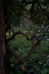 Fototapeta premium trees and bushes are pictured through the branches of some trees